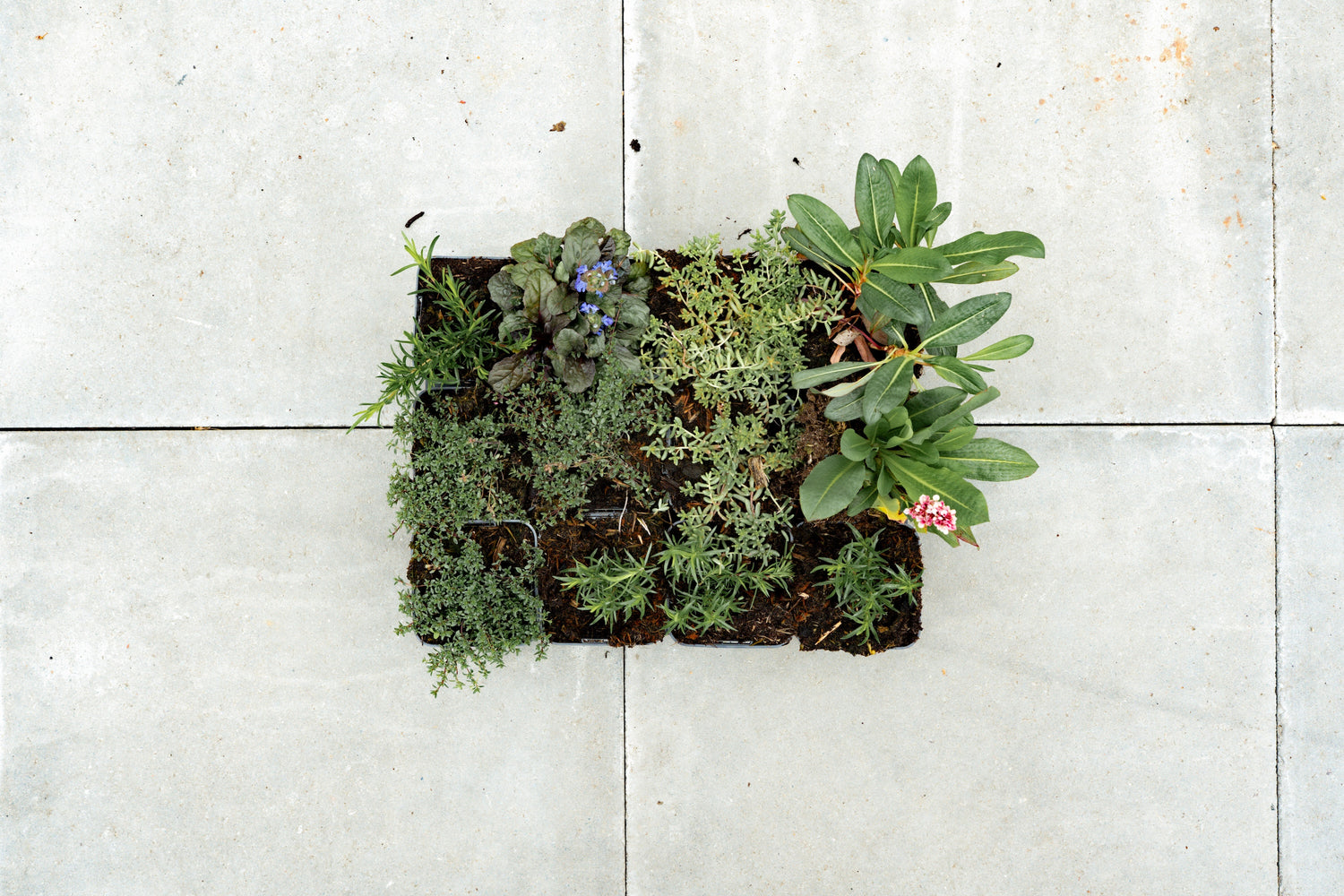 Borderpakket Bodembedekkers