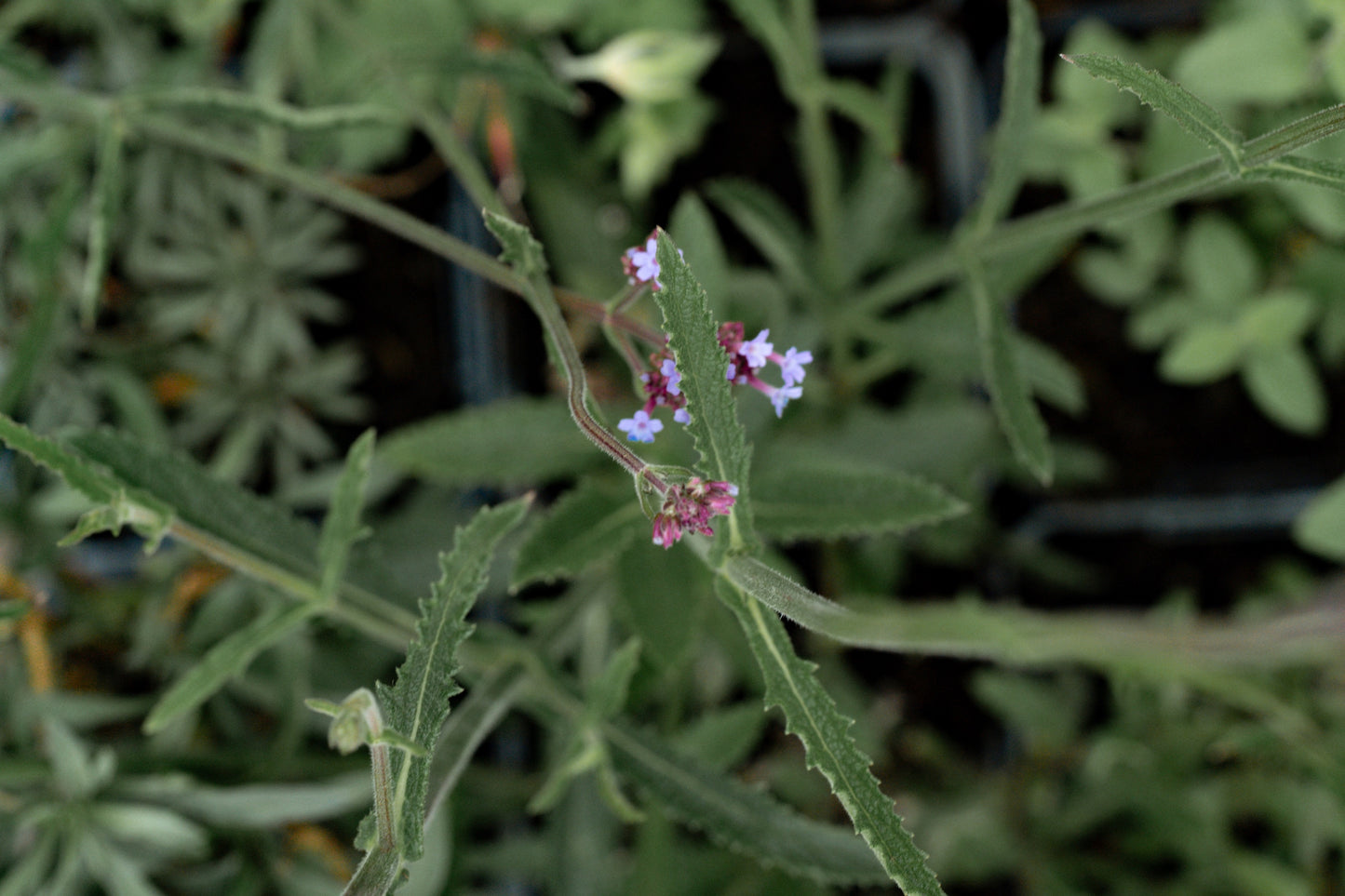 Borderpakket Bloeit maar door