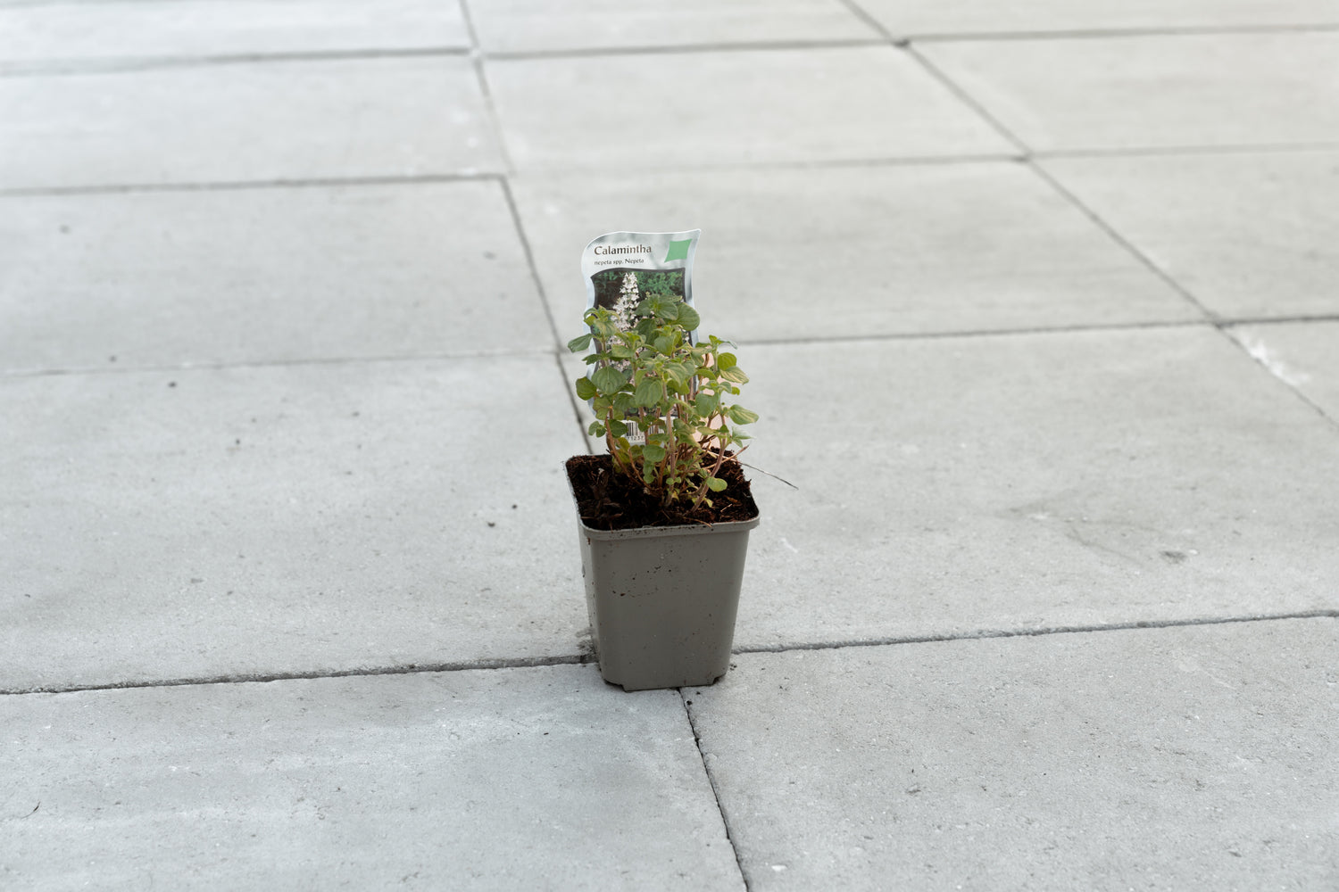 Steentijm (Calamintha nepeta ssp. nepeta)