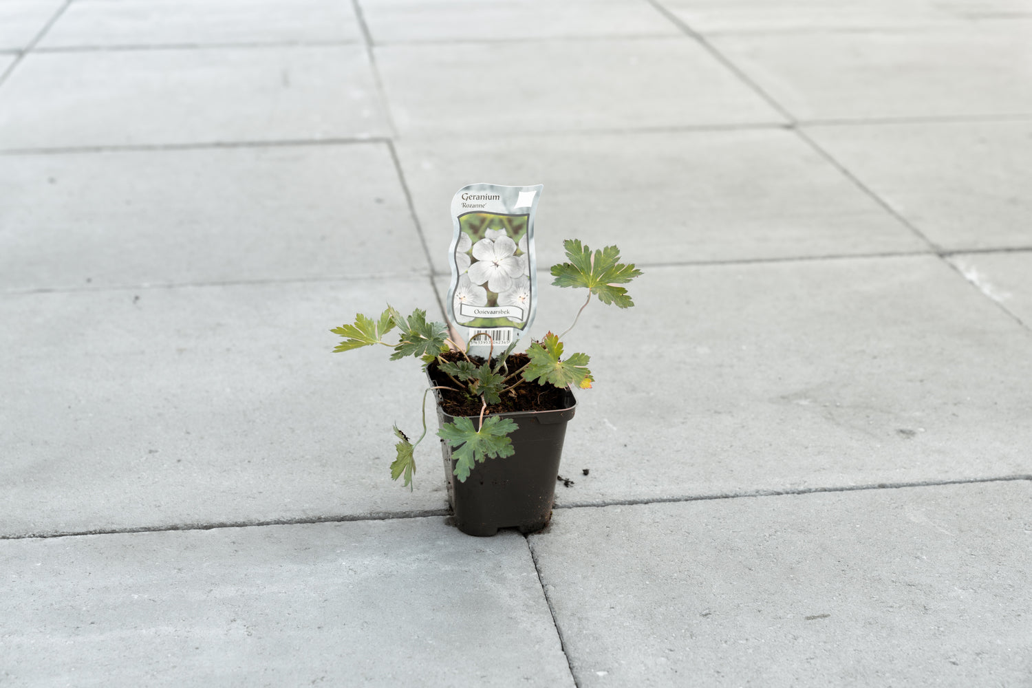 Ooievaarsbek ‘Rozanne’ (Geranium Rozanne)