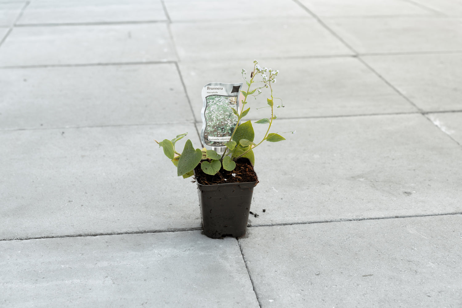 Vergeet-mij-nietje 'Kaukasisch' (Brunnera macrophylla)