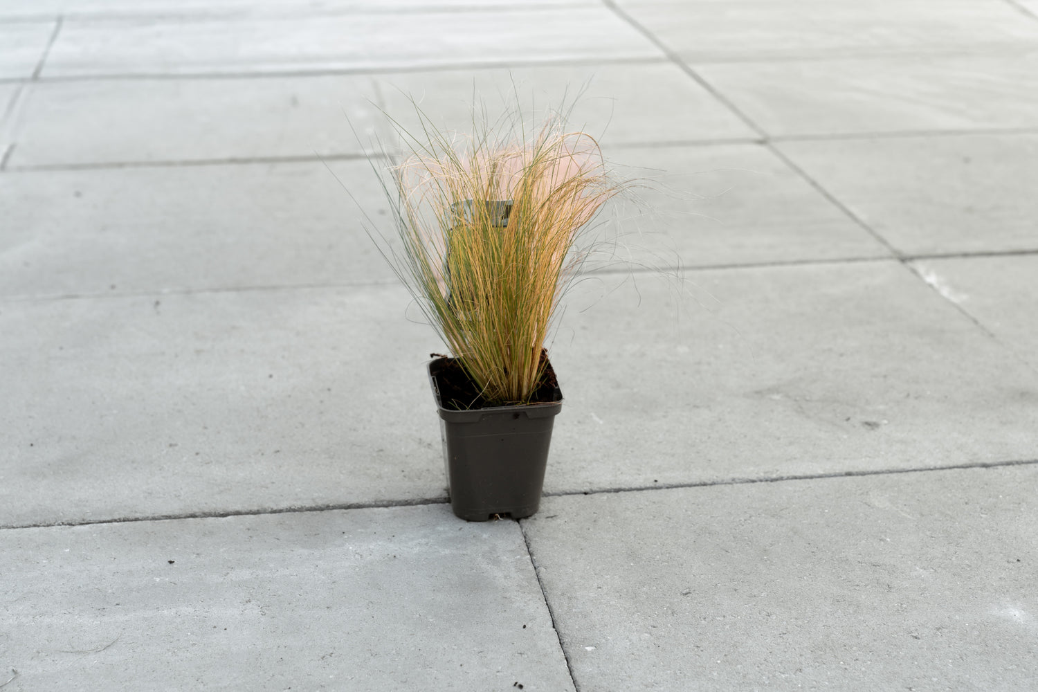 Vedergras ‘Pony Tails' (Stipa tenuissima)