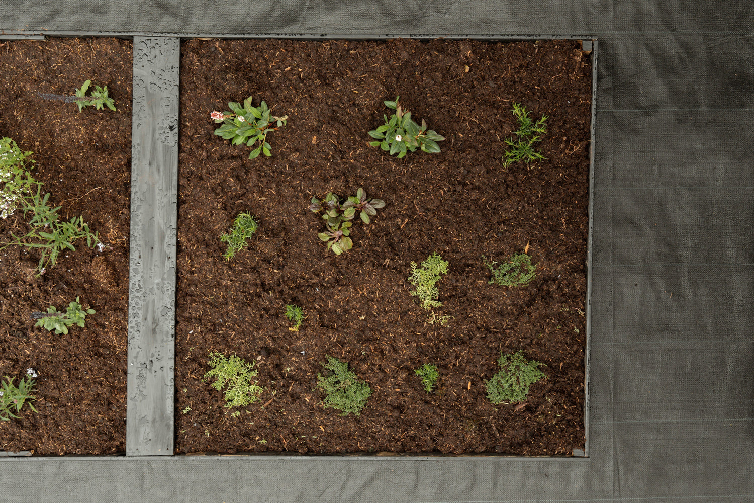 Borderpakket Bodembedekkers