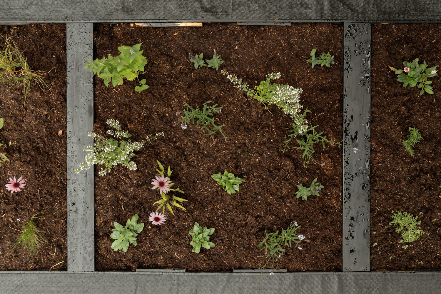 Borderpakket Vlinders inbegrepen