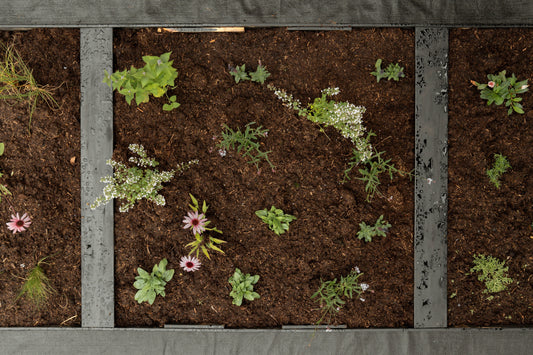 Borderpakket Vlinders inbegrepen