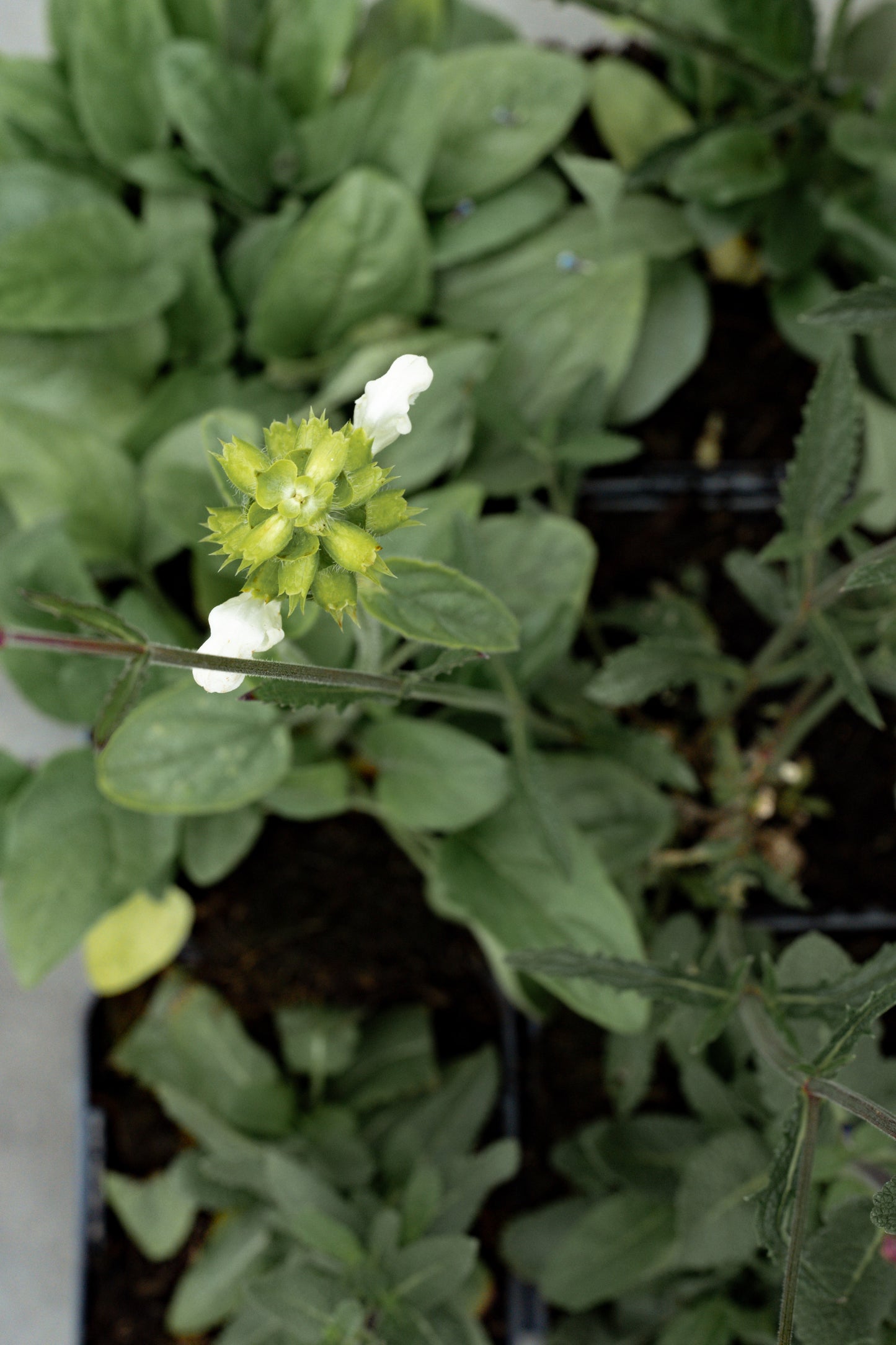 Borderpakket Vlinders inbegrepen