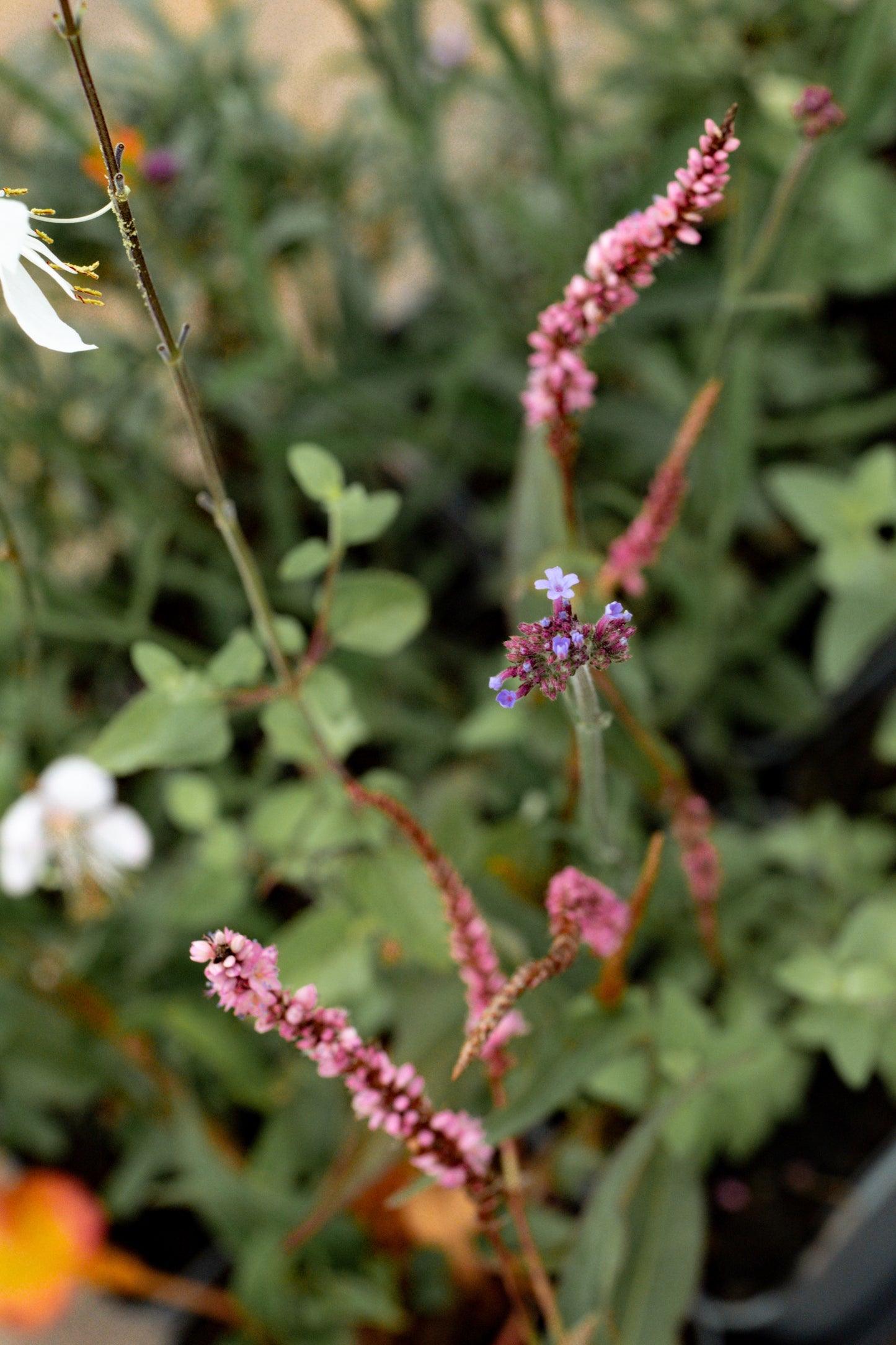 Borderpakket Bloeit maar door