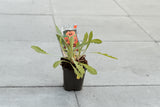Kokardebloem ‘Burgunder’ (Gaillardia)