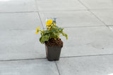 Voorjaarszonnebloem ‘Little Leo’ (Doronicum orientale)