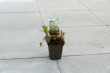 Kruizemunt (Mentha spicata)