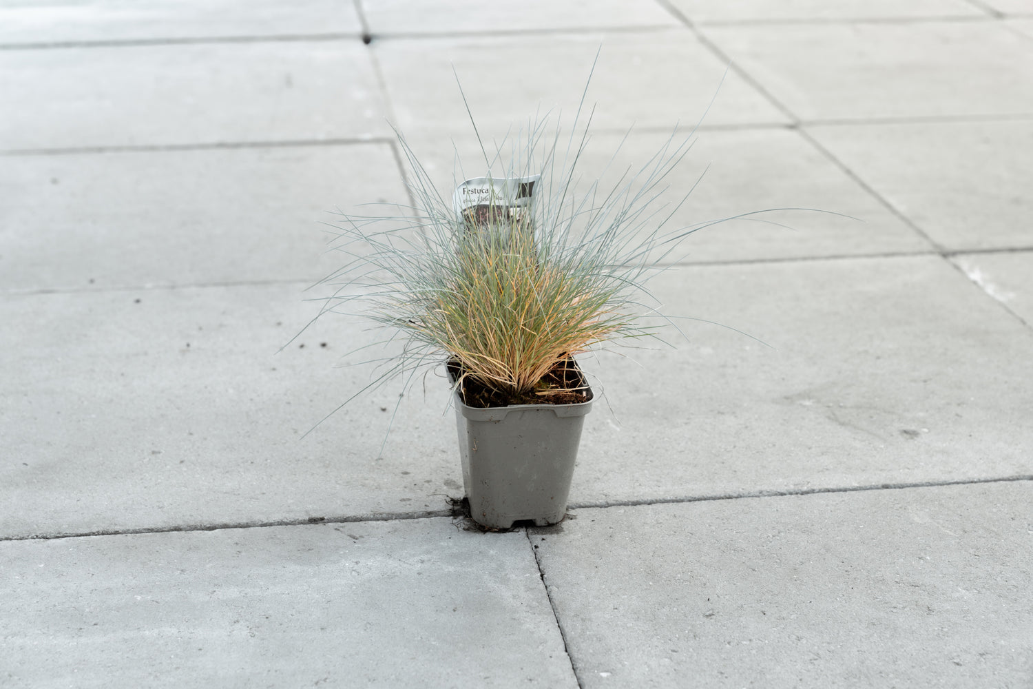 Schapengras ‘Elijah Blue’ (Festuca glauca)