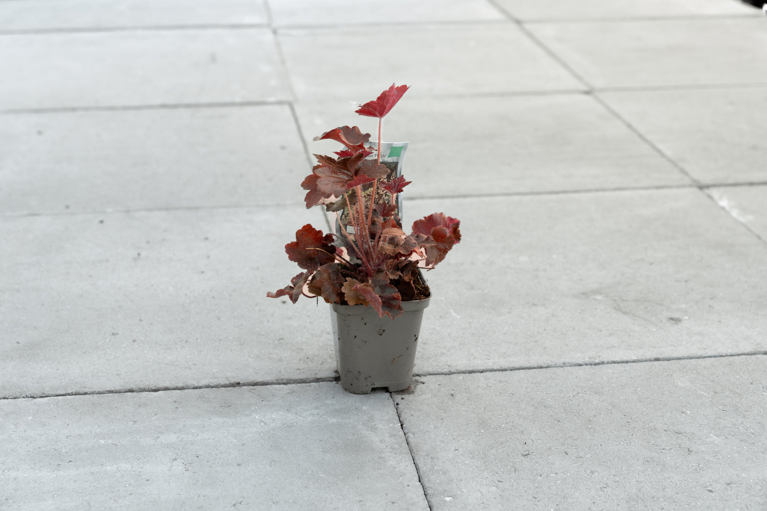 Purperklokje ‘Palace Purple’ (Heuchera micrantha)