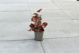 Purperklokje ‘Palace Purple’ (Heuchera micrantha)