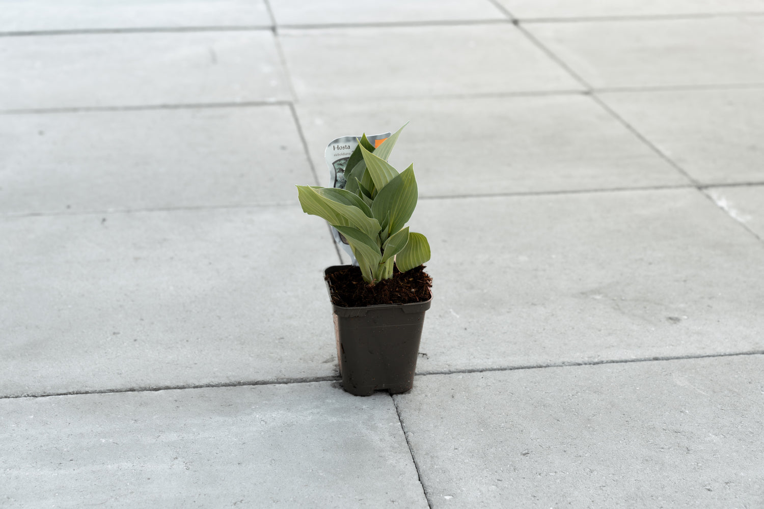 Hartlelie ‘Elegans’ (Hosta sieboldiana)
