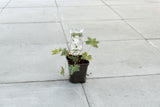 Ooievaarsbek ‘Rozanne’ (Geranium Rozanne)