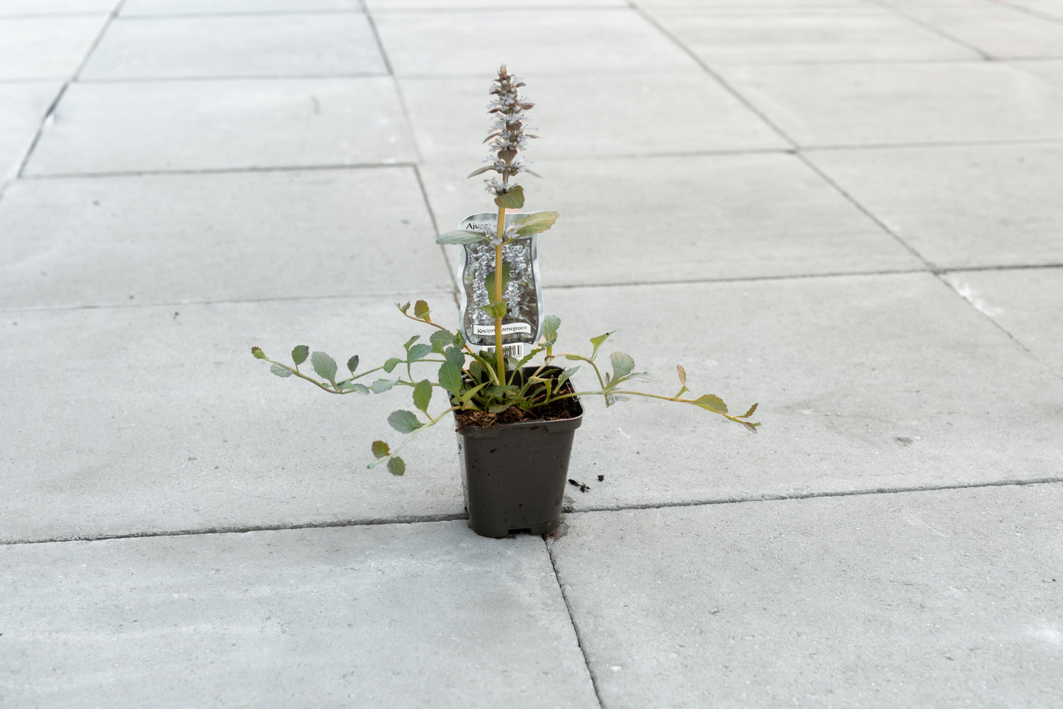 Kruipend zenegroen 'Atropurpurea’ (Ajuga reptans)