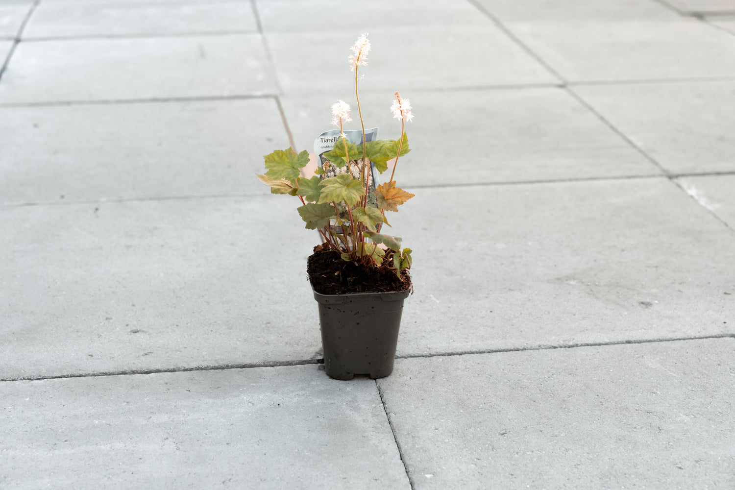 Schuimbloem (Tiarella cordifolia)