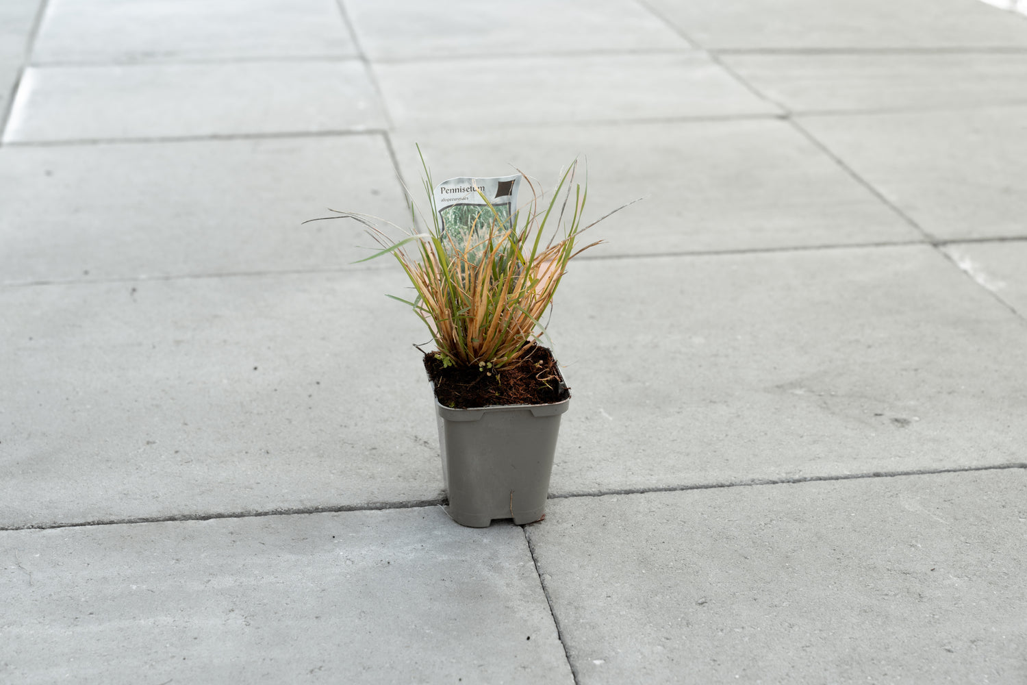 Lampenpoetsersgras (Pennisetum alopecuroides)