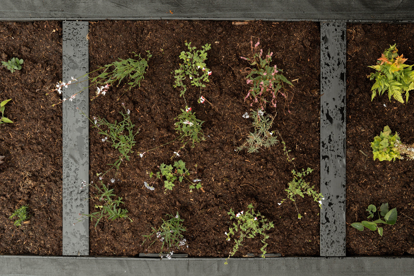 Borderpakket Bloeit maar door