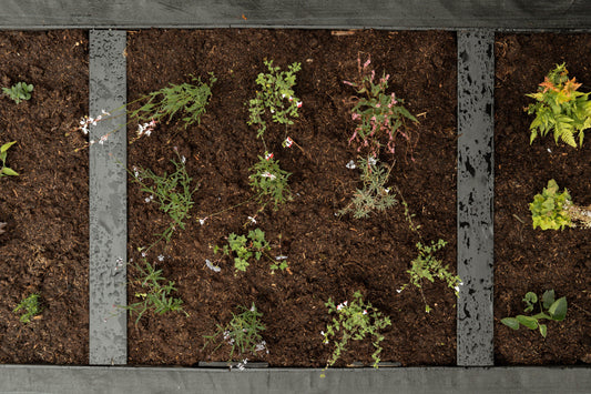 Borderpakket Bloeit maar door