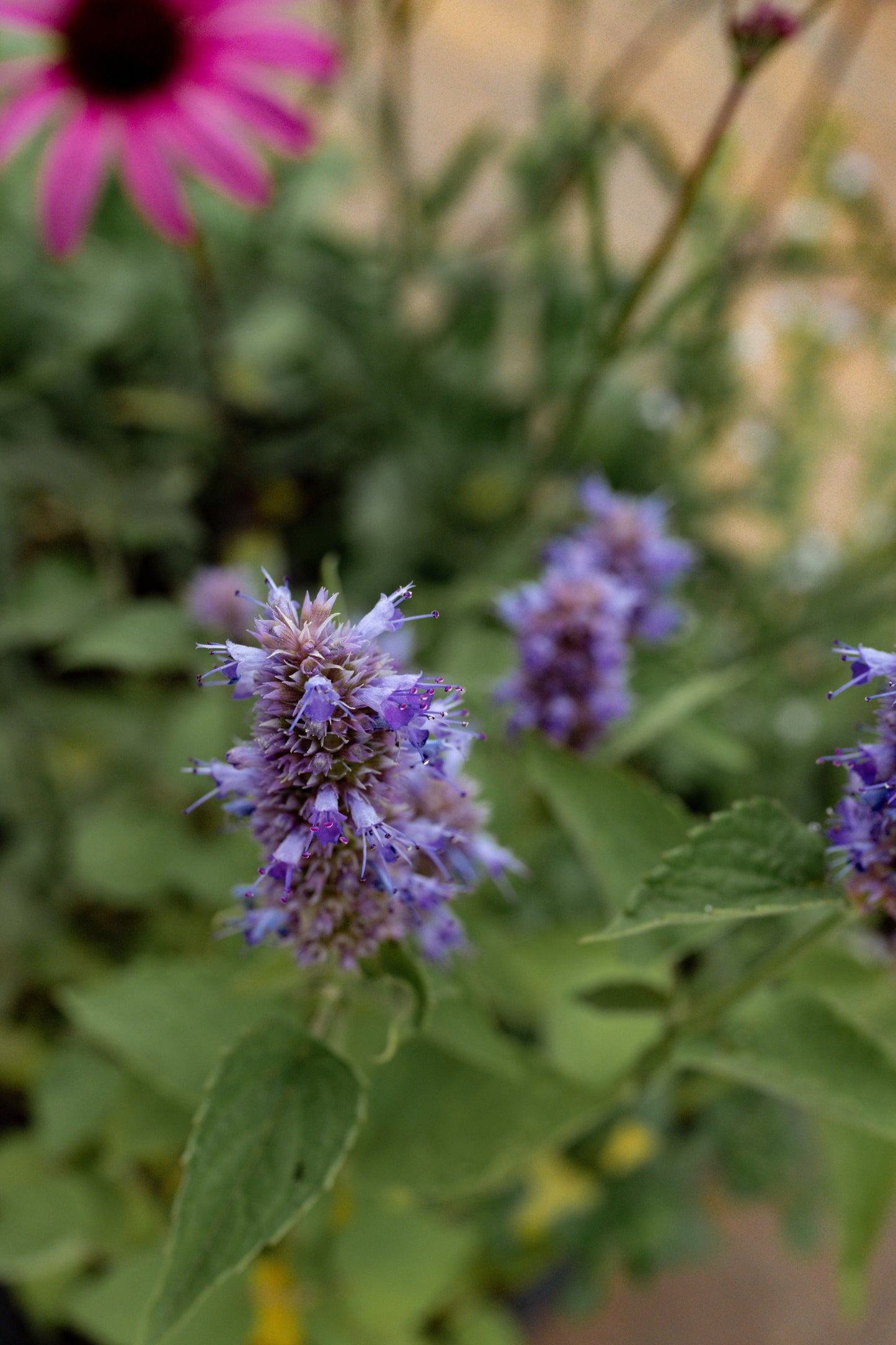 Borderpakket Vlinders inbegrepen