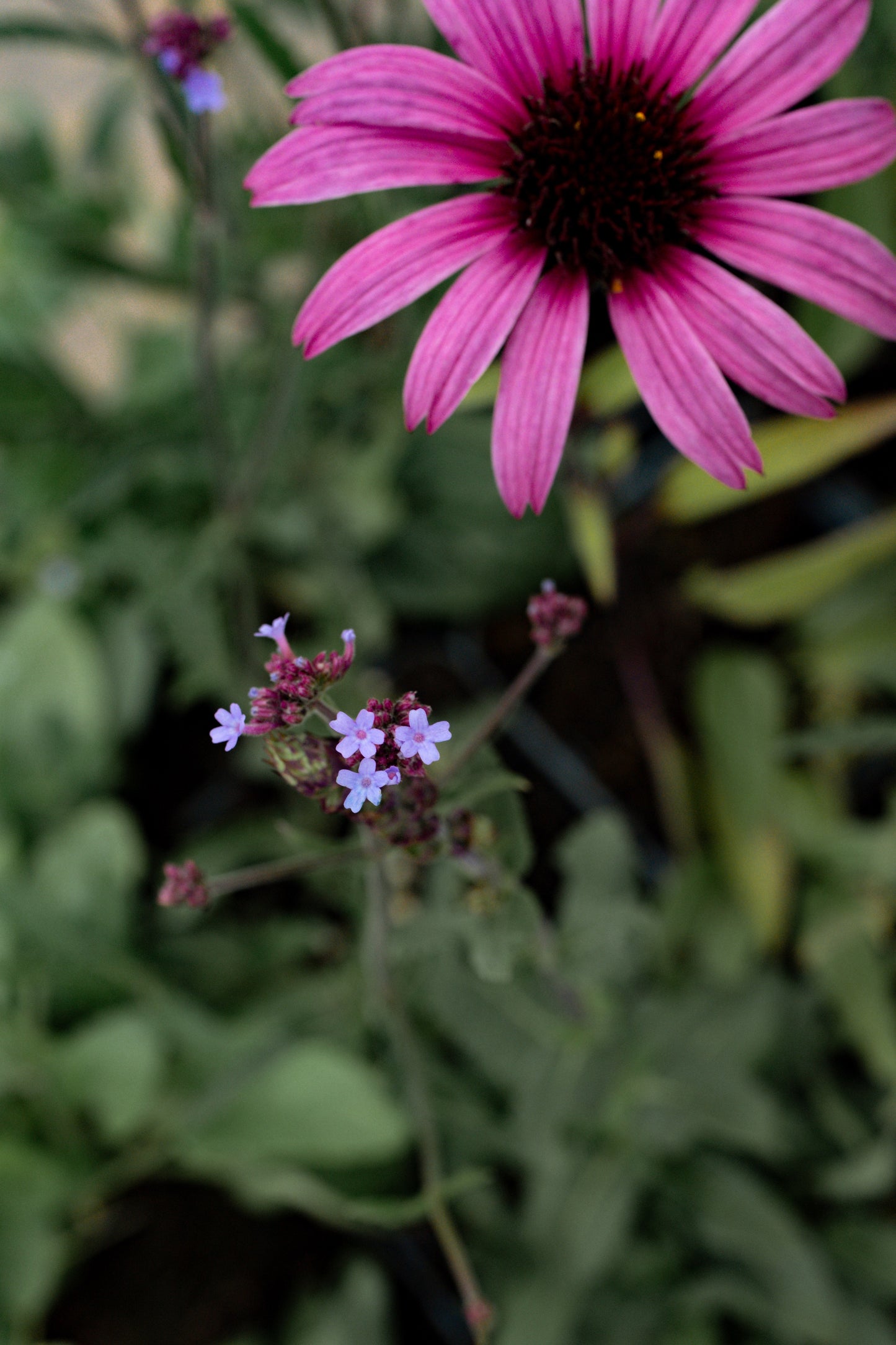 Borderpakket Vlinders inbegrepen