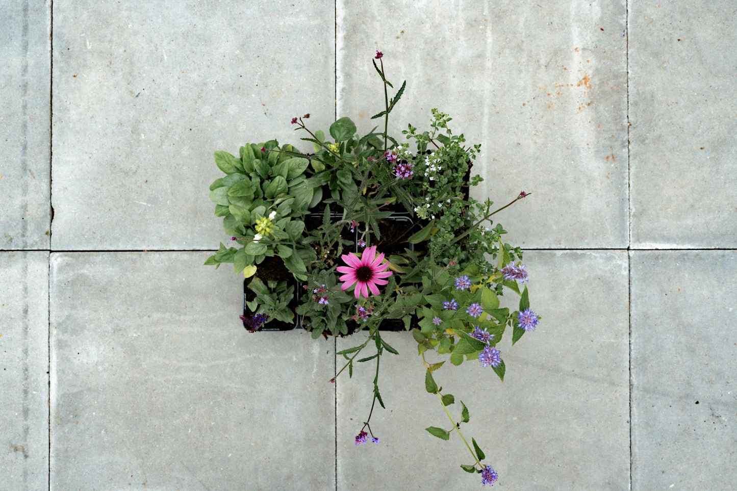 Borderpakket Vlinders inbegrepen