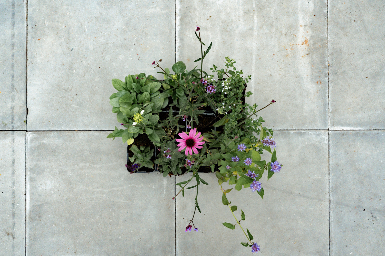 Borderpakket Vlinders inbegrepen