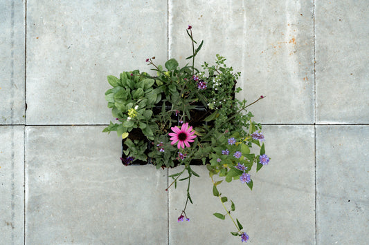 Borderpakket Vlinders inbegrepen