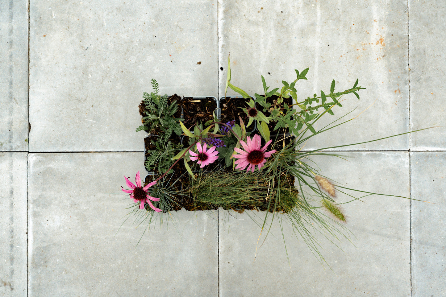 Borderpakket Kan wel wat hebben