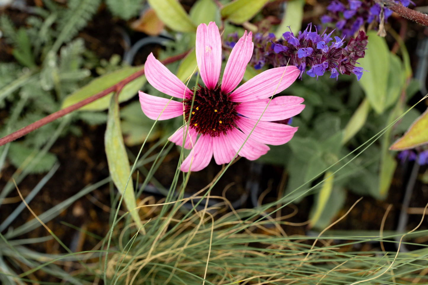 Borderpakket Kan wel wat hebben