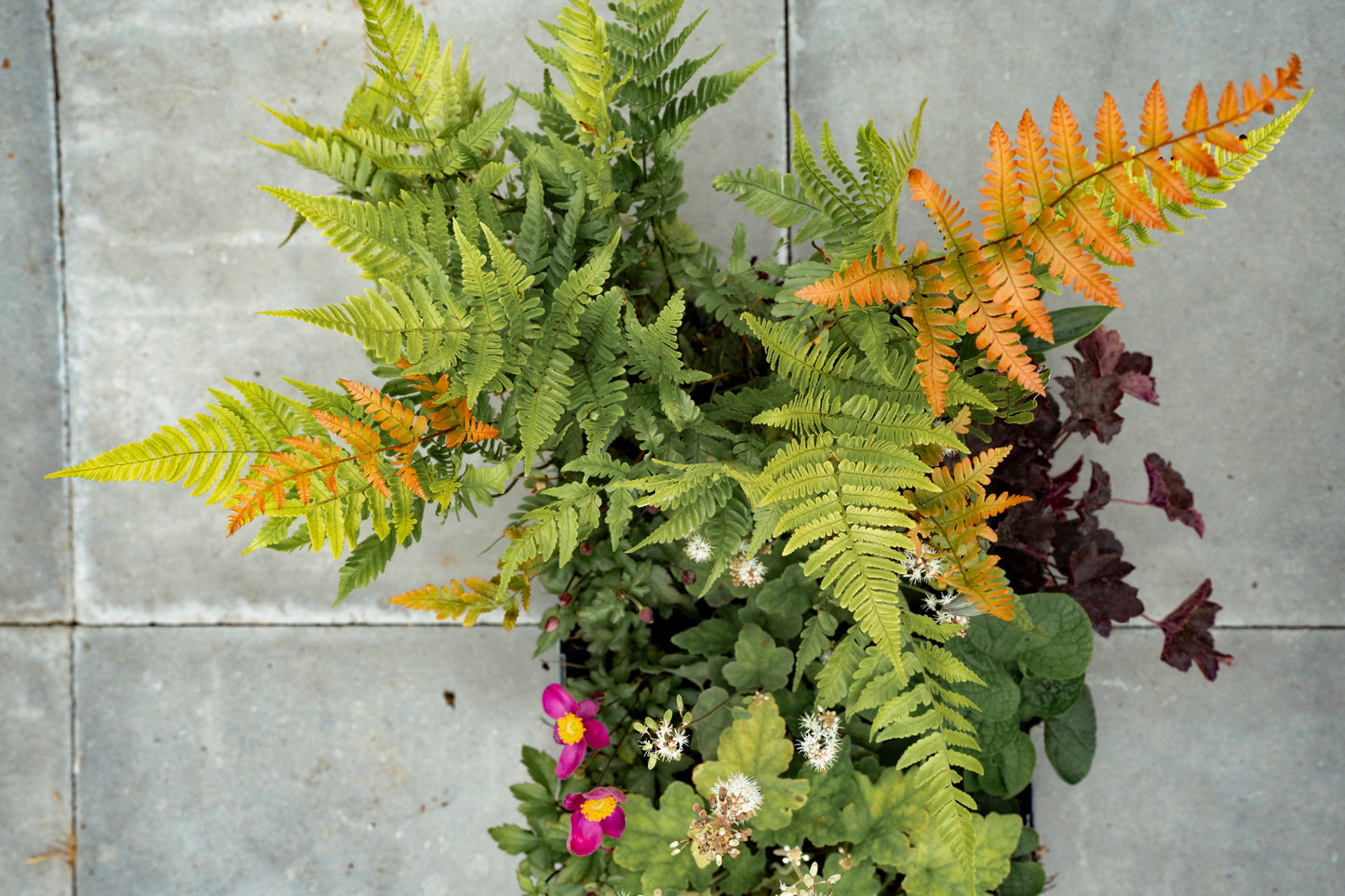 Borderpakket Schaduw & halfschaduw