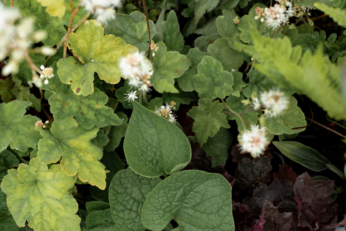 Borderpakket Schaduw & halfschaduw