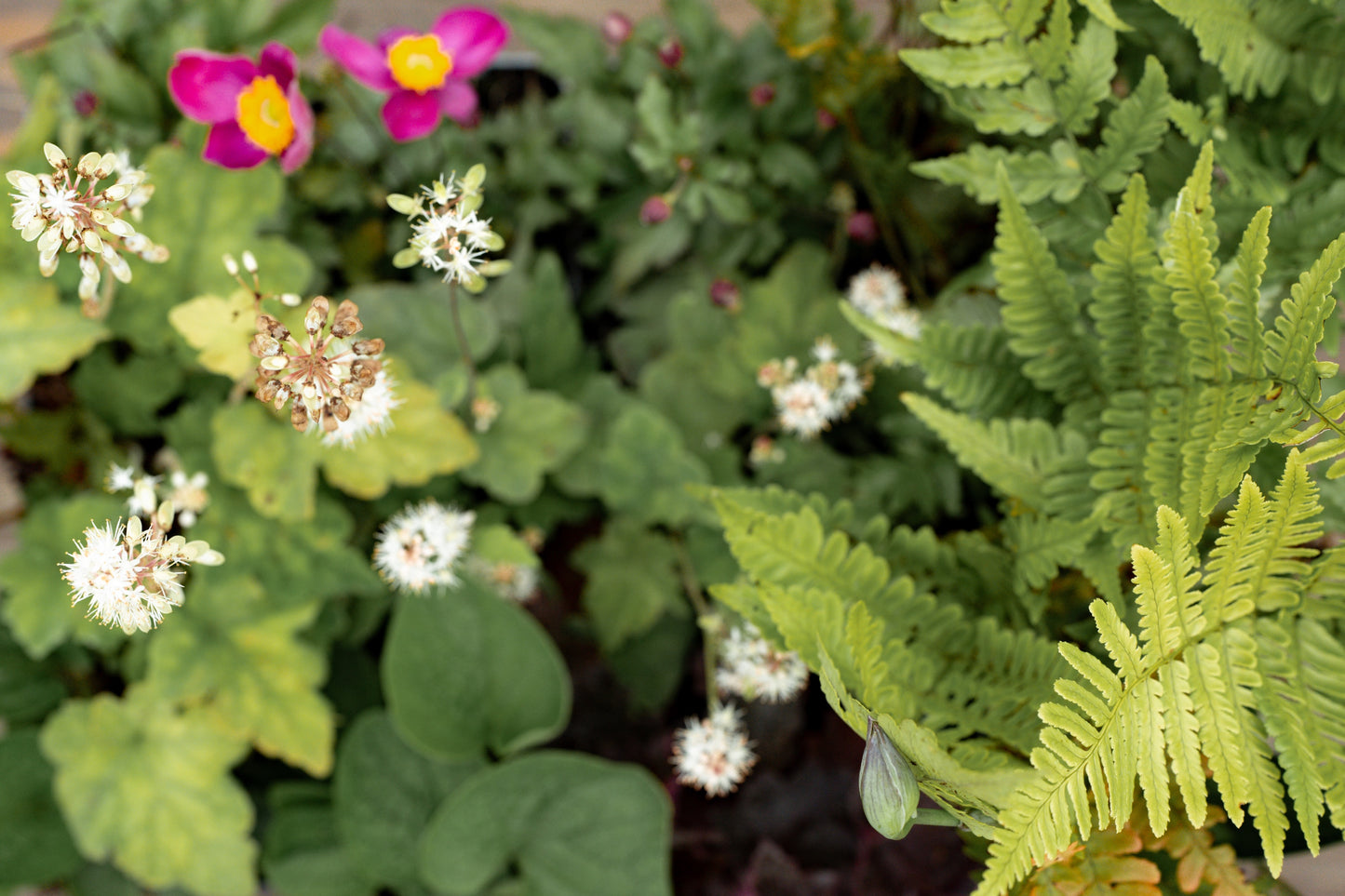 Borderpakket Schaduw & halfschaduw