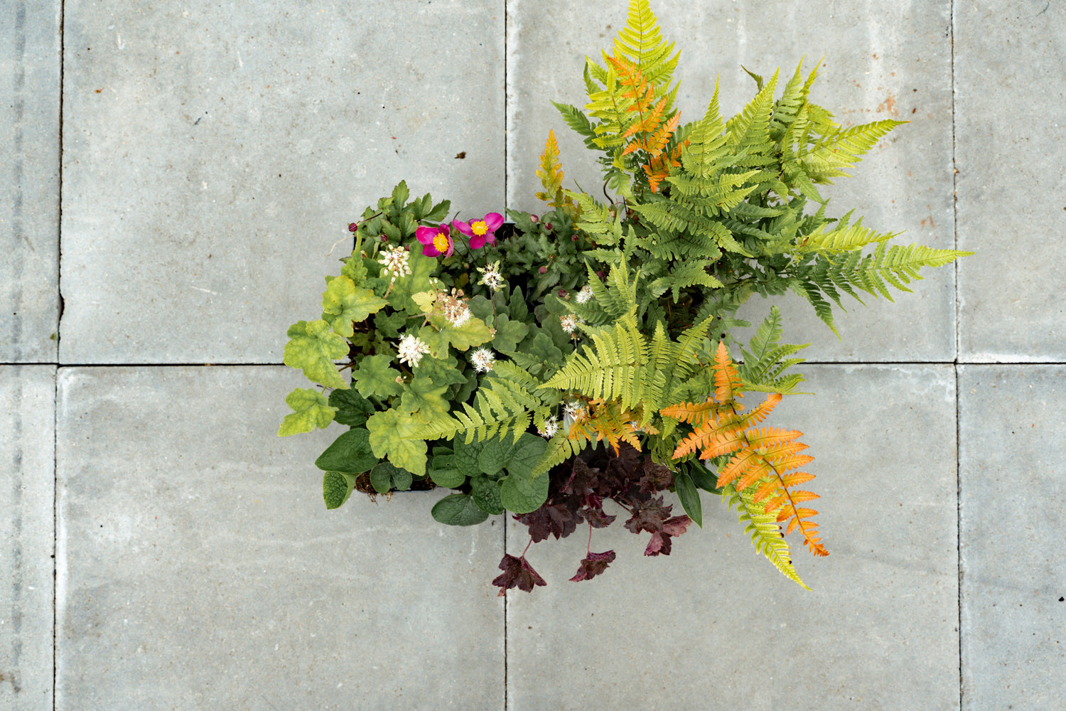 Borderpakket Schaduw & halfschaduw