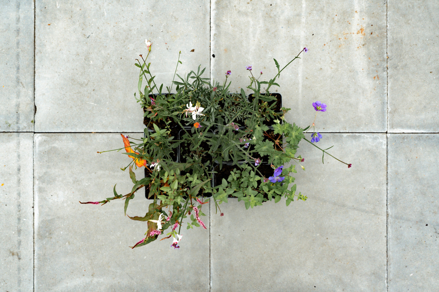 Borderpakket Bloeit maar door