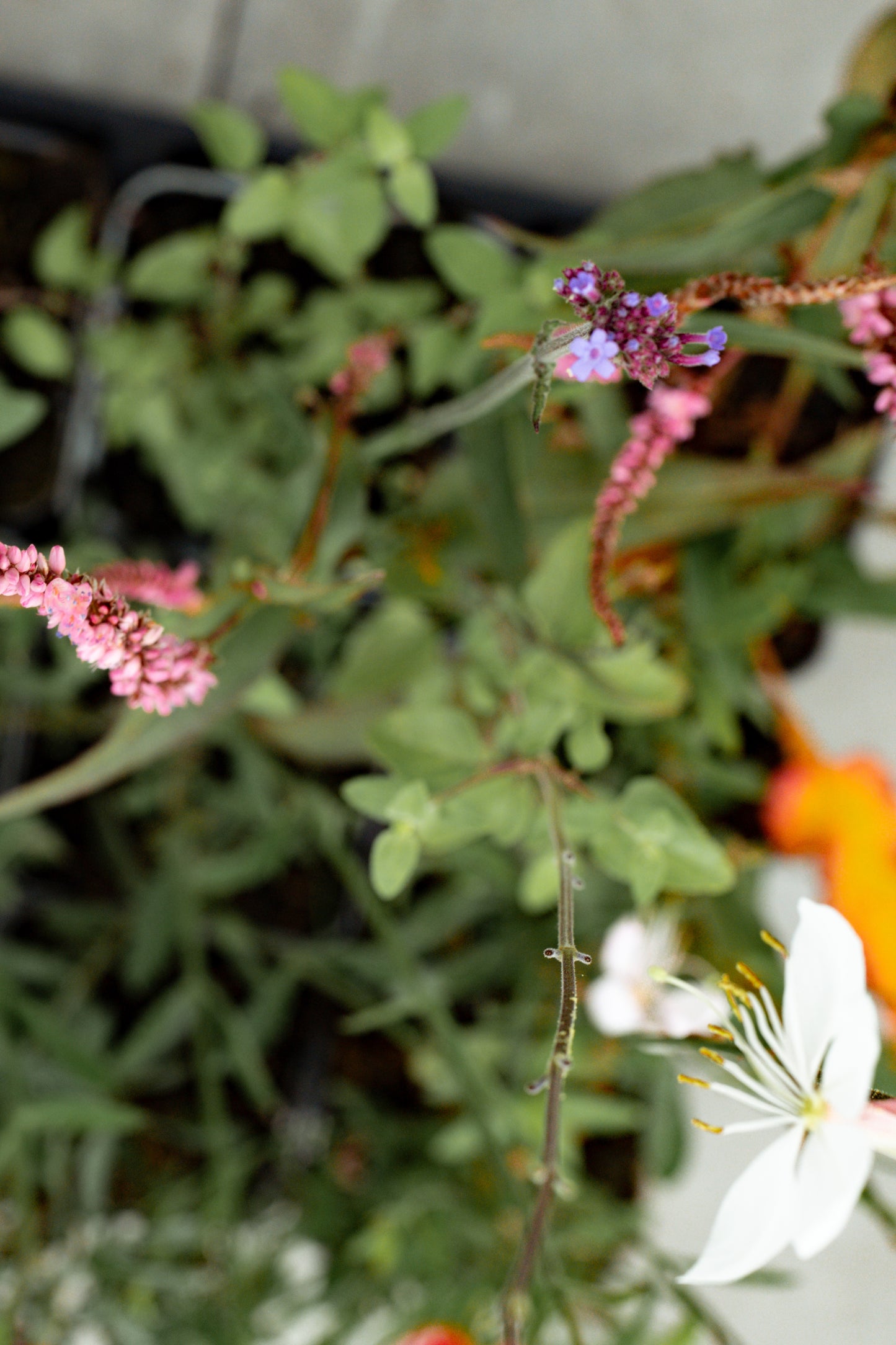 Borderpakket Bloeit maar door