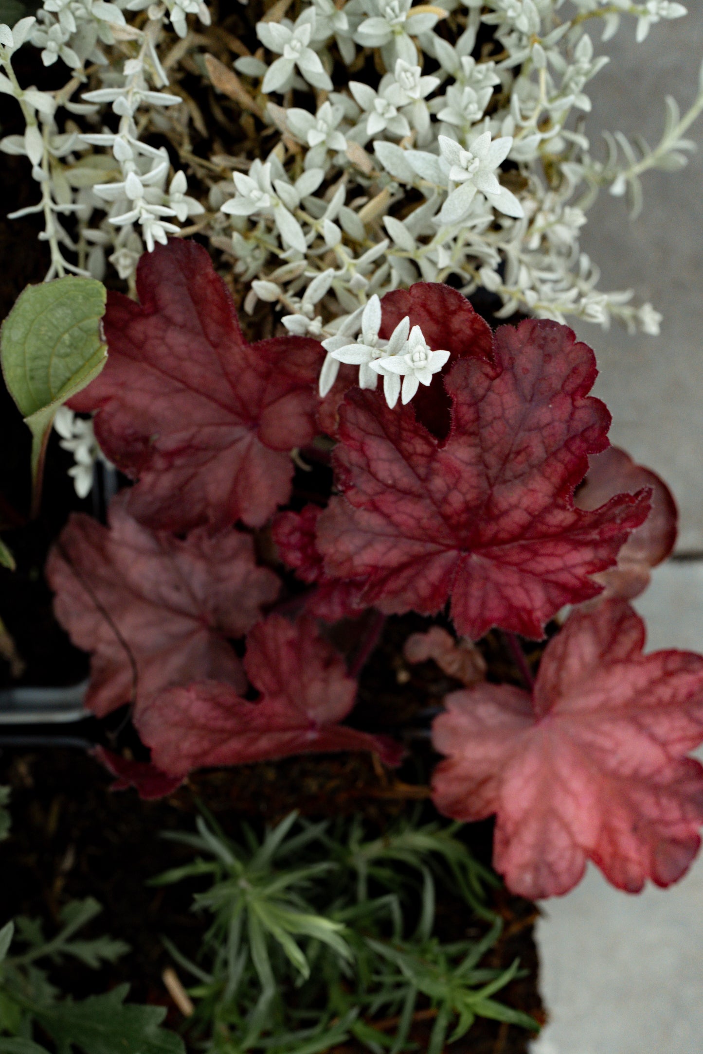 Borderpakket Kleurrijk