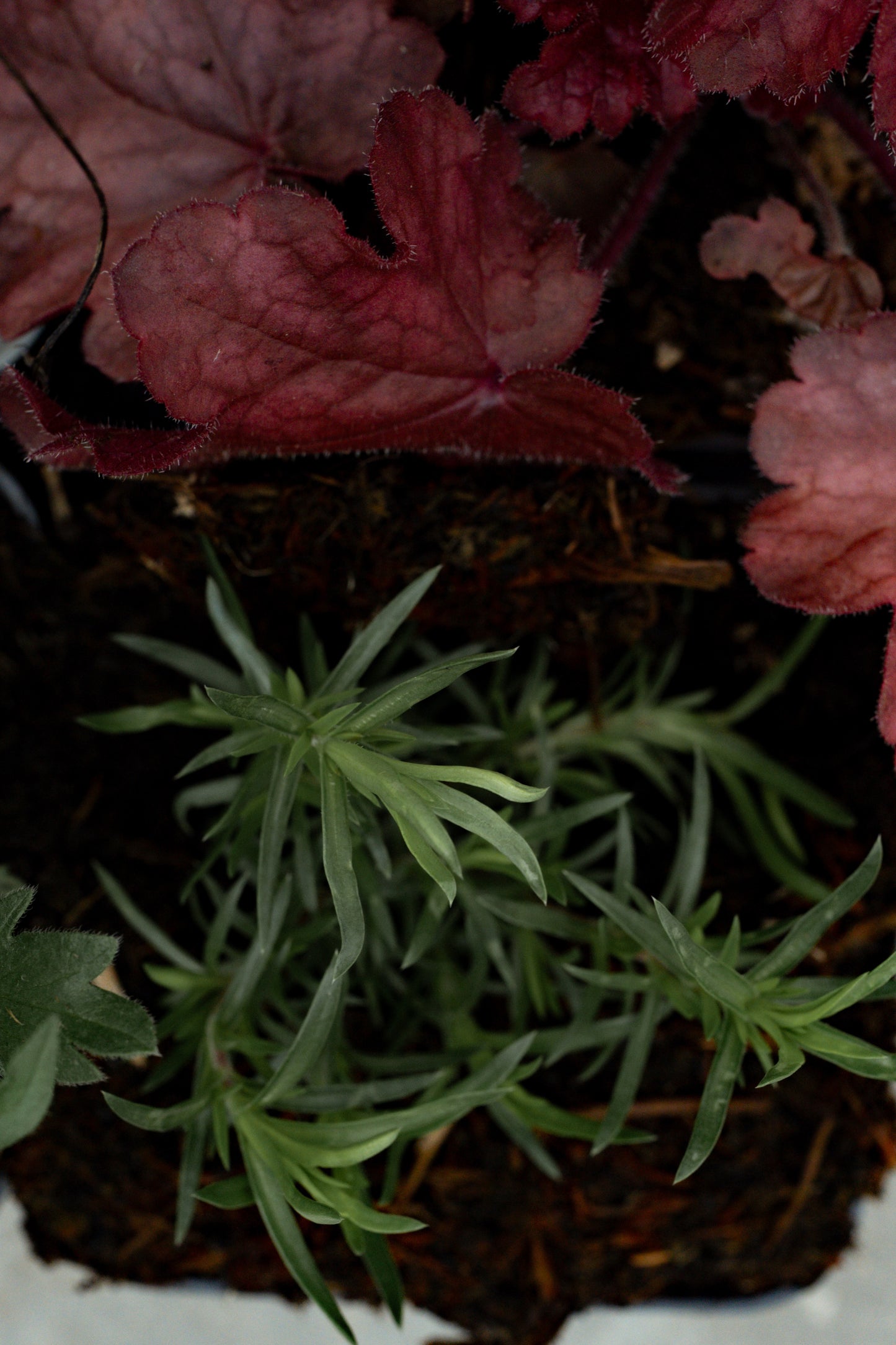 Borderpakket Kleurrijk