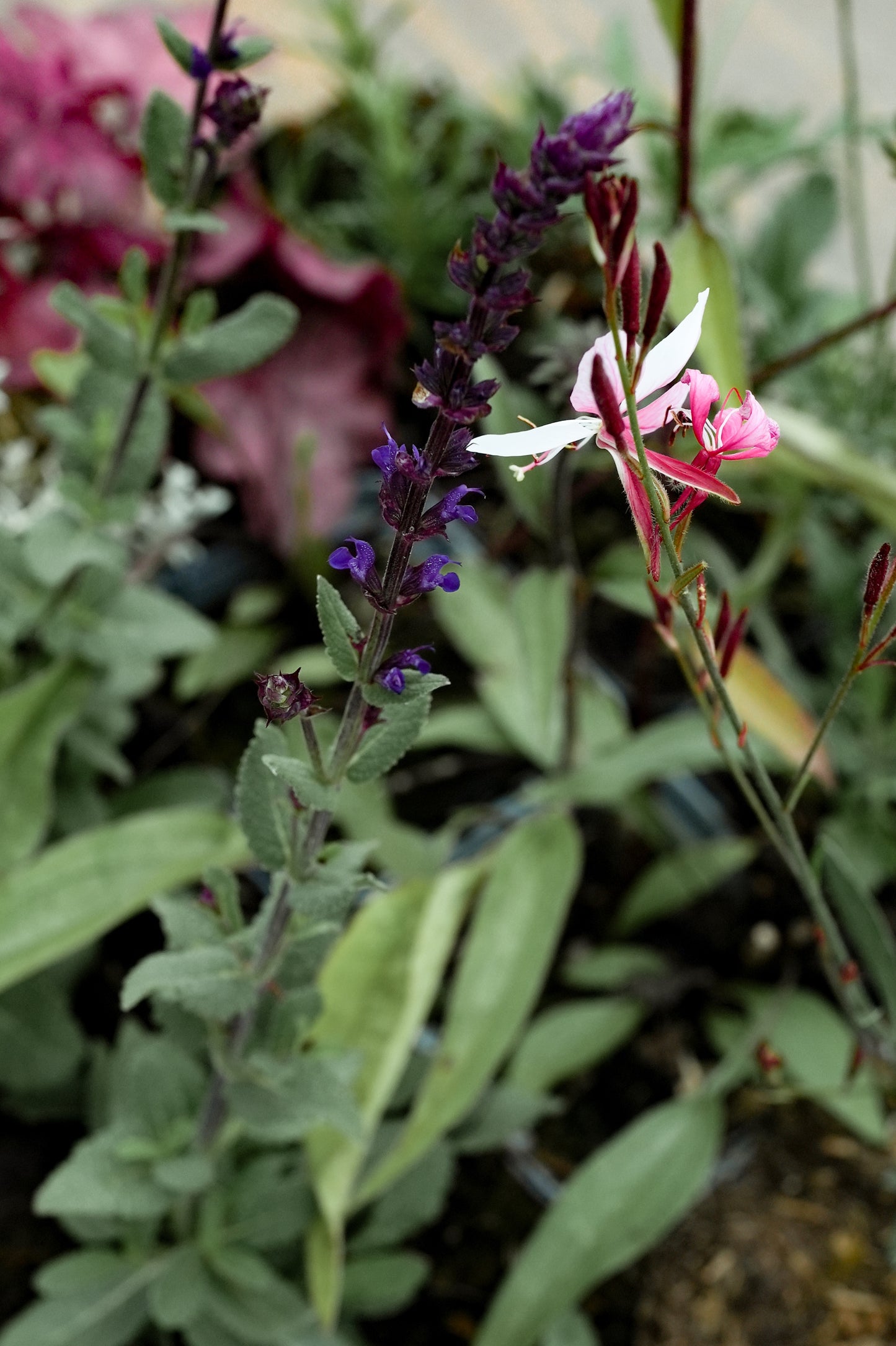 Borderpakket Kleurrijk