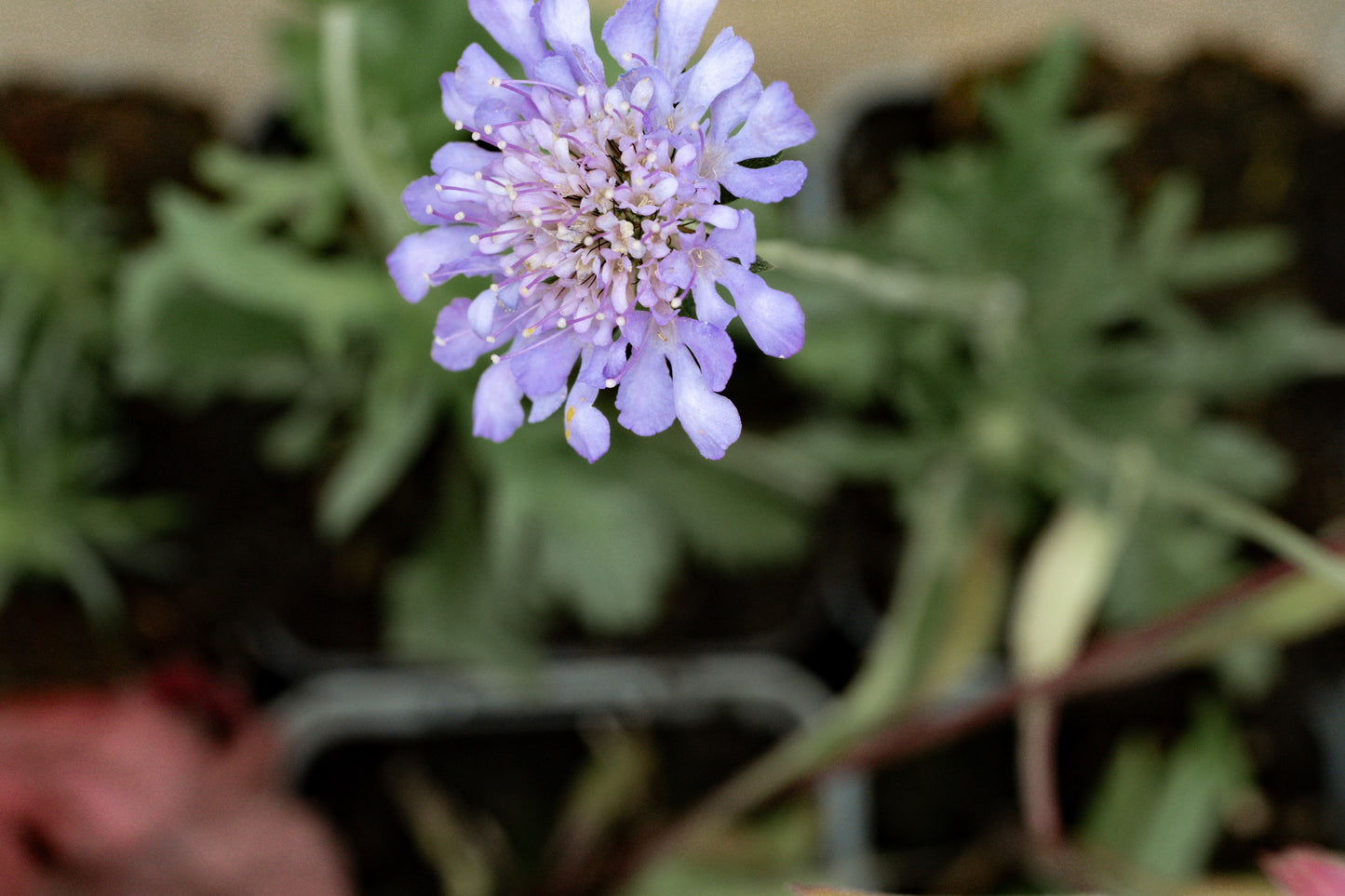 Borderpakket Kleurrijk