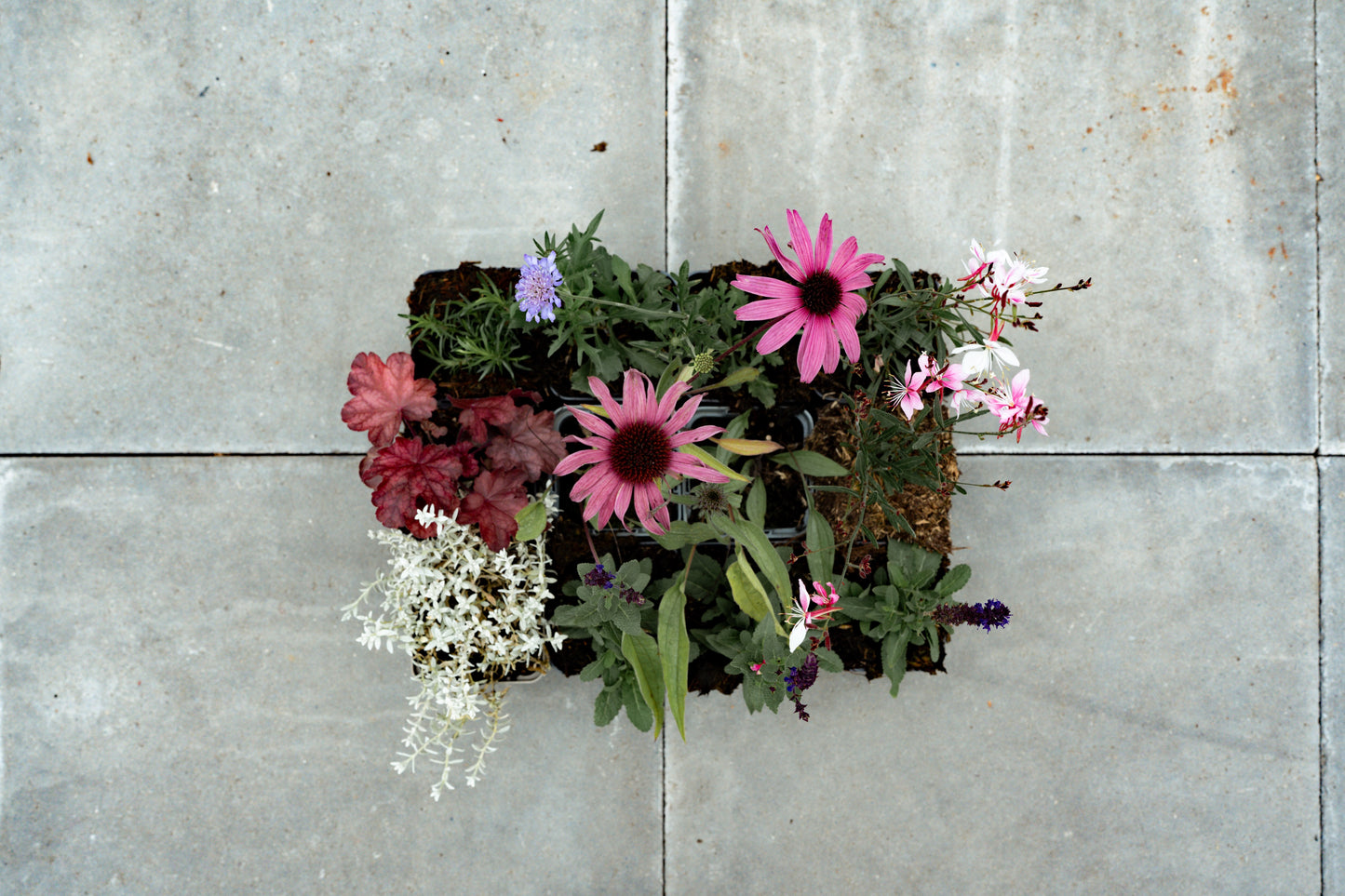 Borderpakket Kleurrijk