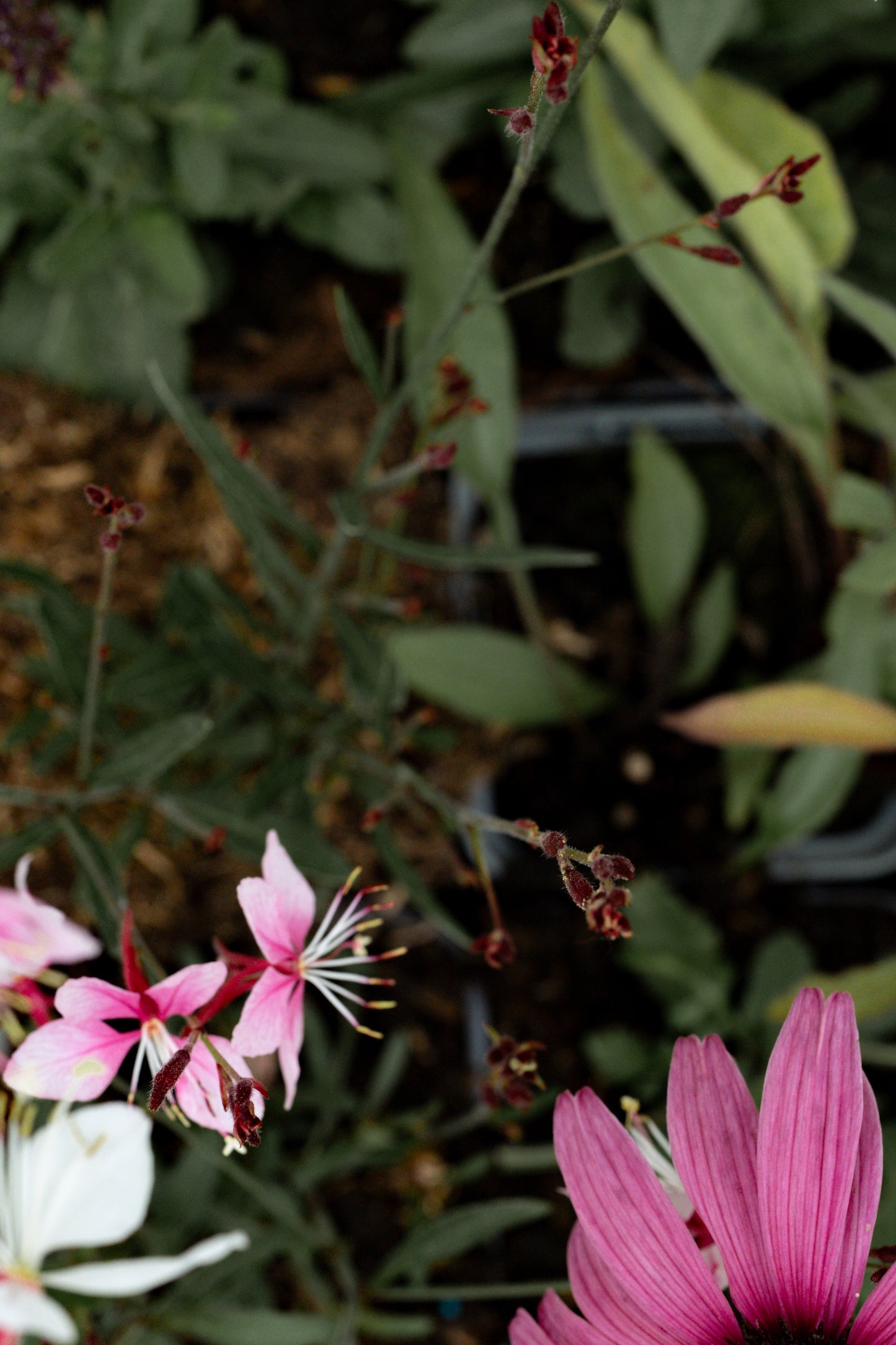 Borderpakket Kleurrijk